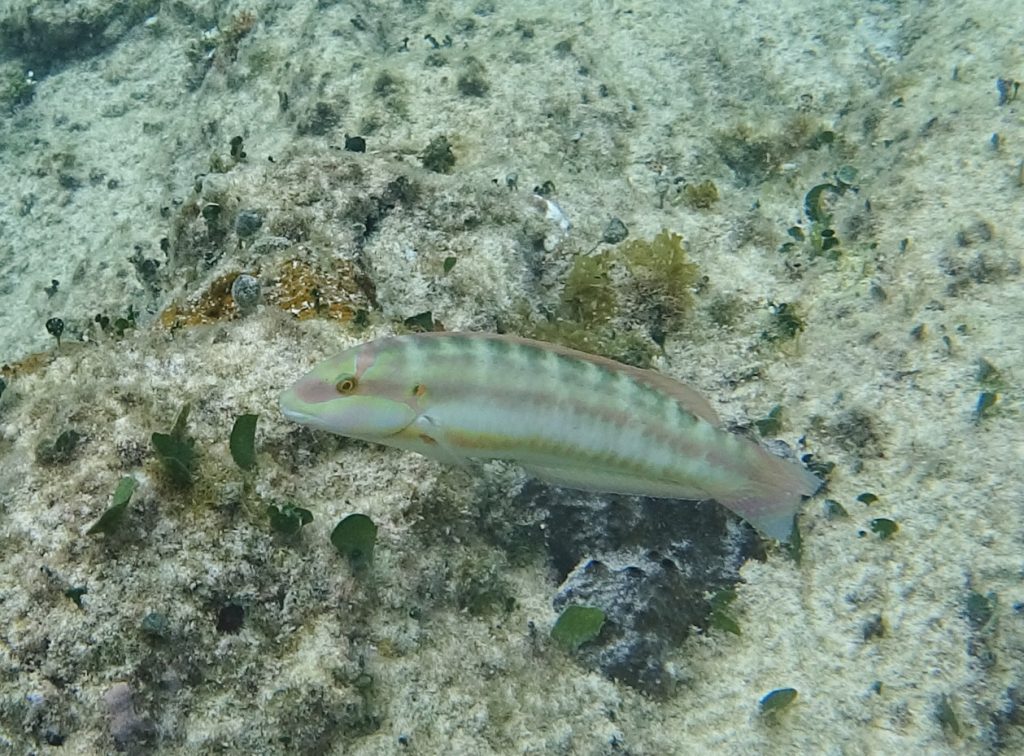 iridescent fish snorkelling Cozumel Mexico travel Montreal lifestyle blog