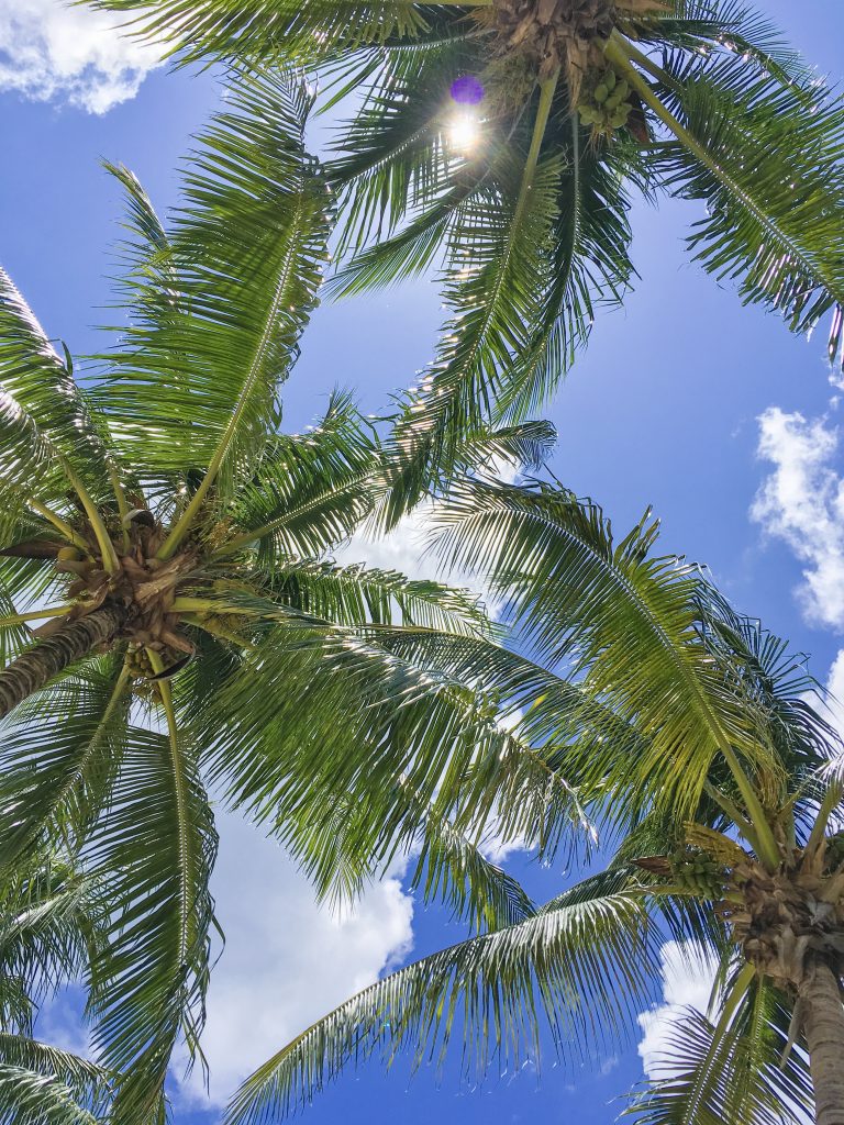 palm trees Cozumel Mexico travel Montreal lifestyle blog