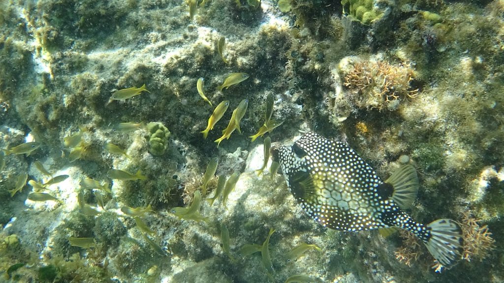 tiny fish spotted fish Westin snorkelling Cozumel Mexico travel Montreal lifestyle blog