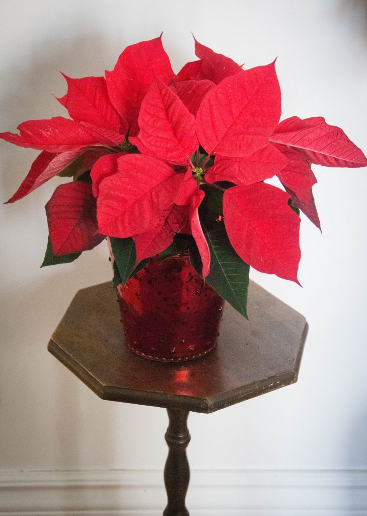 pointsettia last minute Christmas holiday gift guide Montreal lifestyle beauty fashion blog