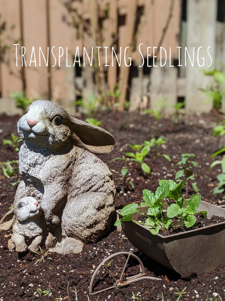 transplanting seedlings backyard border flower garden Montreal lifestyle blog