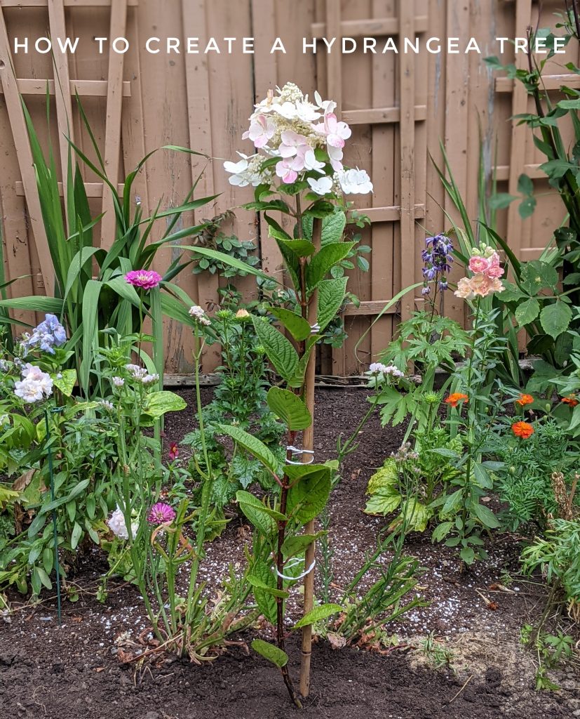 DIY how to create a hydrangea standard tree from a bush Montreal lifestyle fashion beauty blog