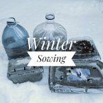 winter sowing part 1 Montreal lifestyle fashion beauty blog